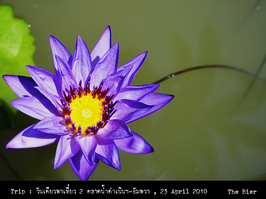 รูปภาพ