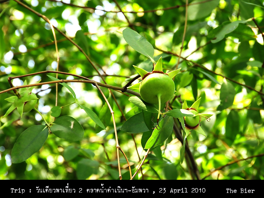 รูปภาพ