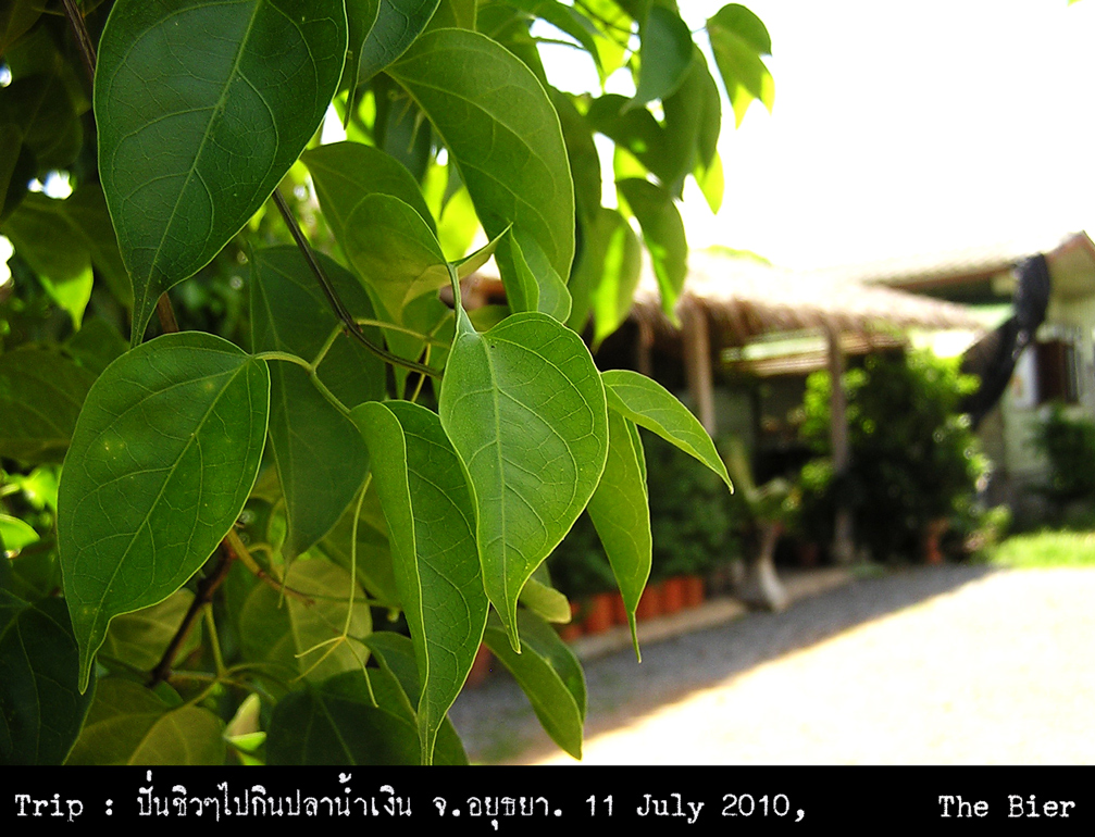 รูปภาพ