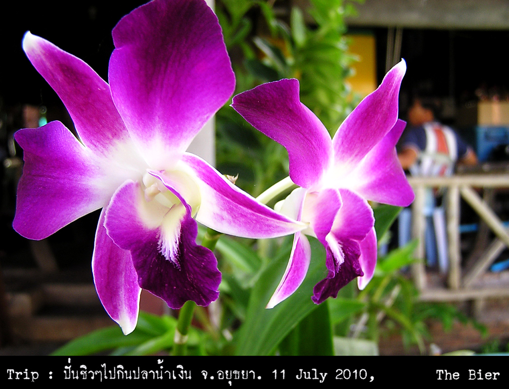 รูปภาพ