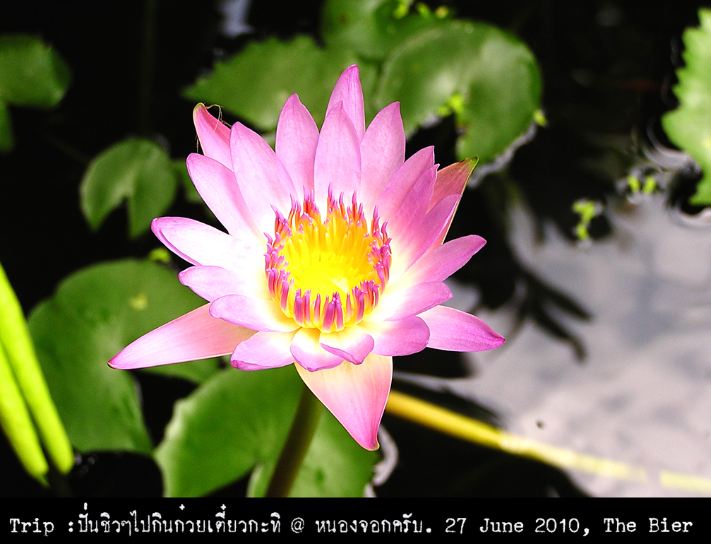 รูปภาพ