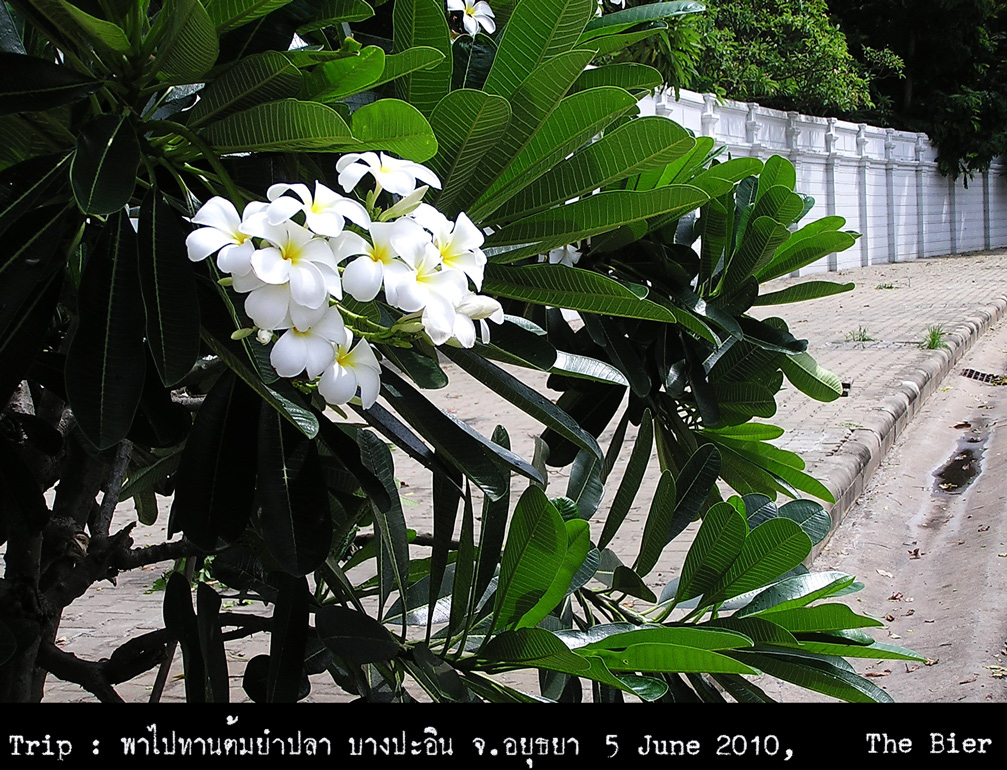 รูปภาพ